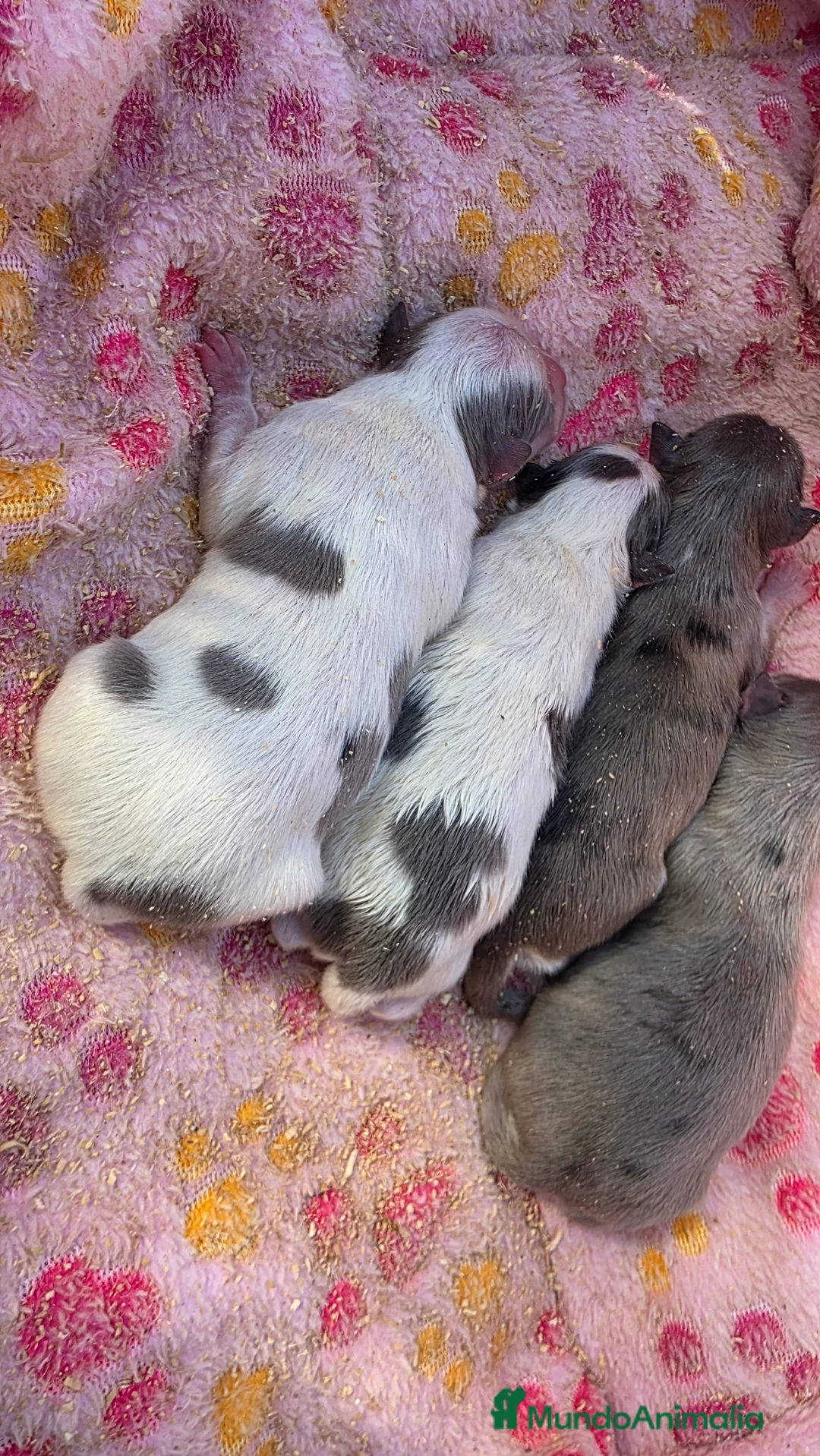 Pomerania perros en venta: Pomeranias Blue - Anuncio 1