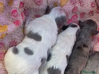 Pomerania perros Pomeranias Blue - Anuncio 1