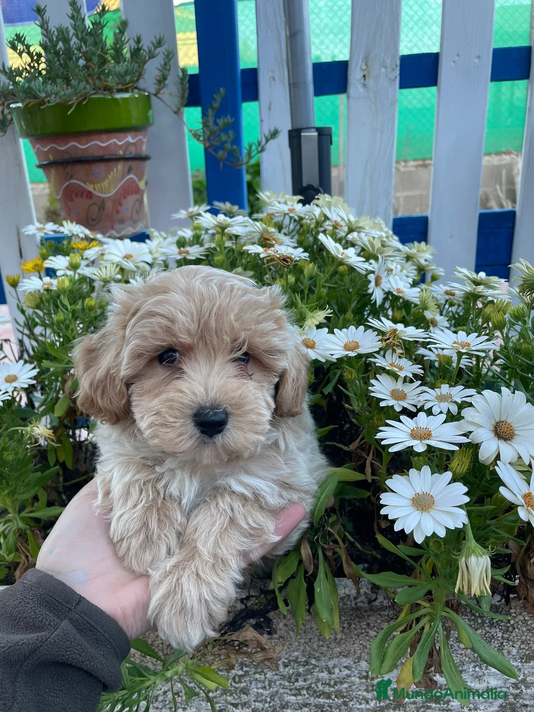 Maltipoo perros en venta: Cachorro maltipoo  - Anuncio 2