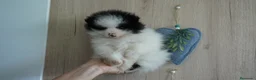Pomerania perros en venta: Pomerania miniatura  - Anuncio 2
