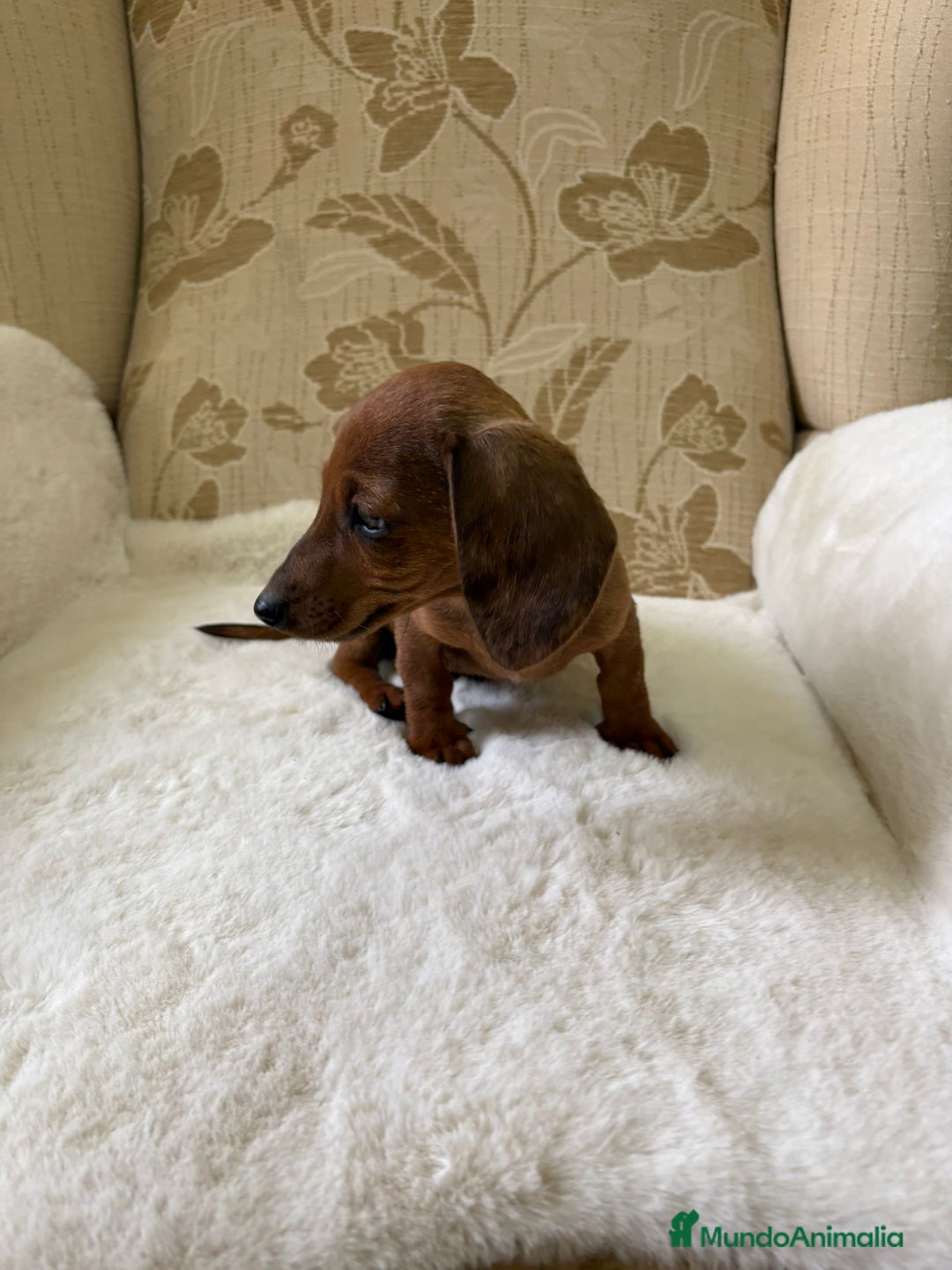 Teckel Miniatura perros en venta: Teckel kaninchen cachorro macho  - Imagen 6