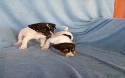 Ratonero Bodeguero Andaluz perros en venta: Bodeguero andaluz  - Imagen 5