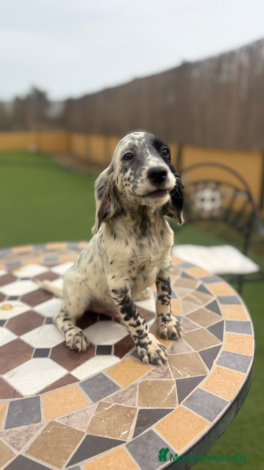 Setter Inglés perros SETTER INGLES - Anuncio 1