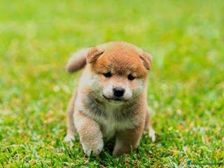 Shiba Inu perros shiba inu increibles bebes - Anuncio 3