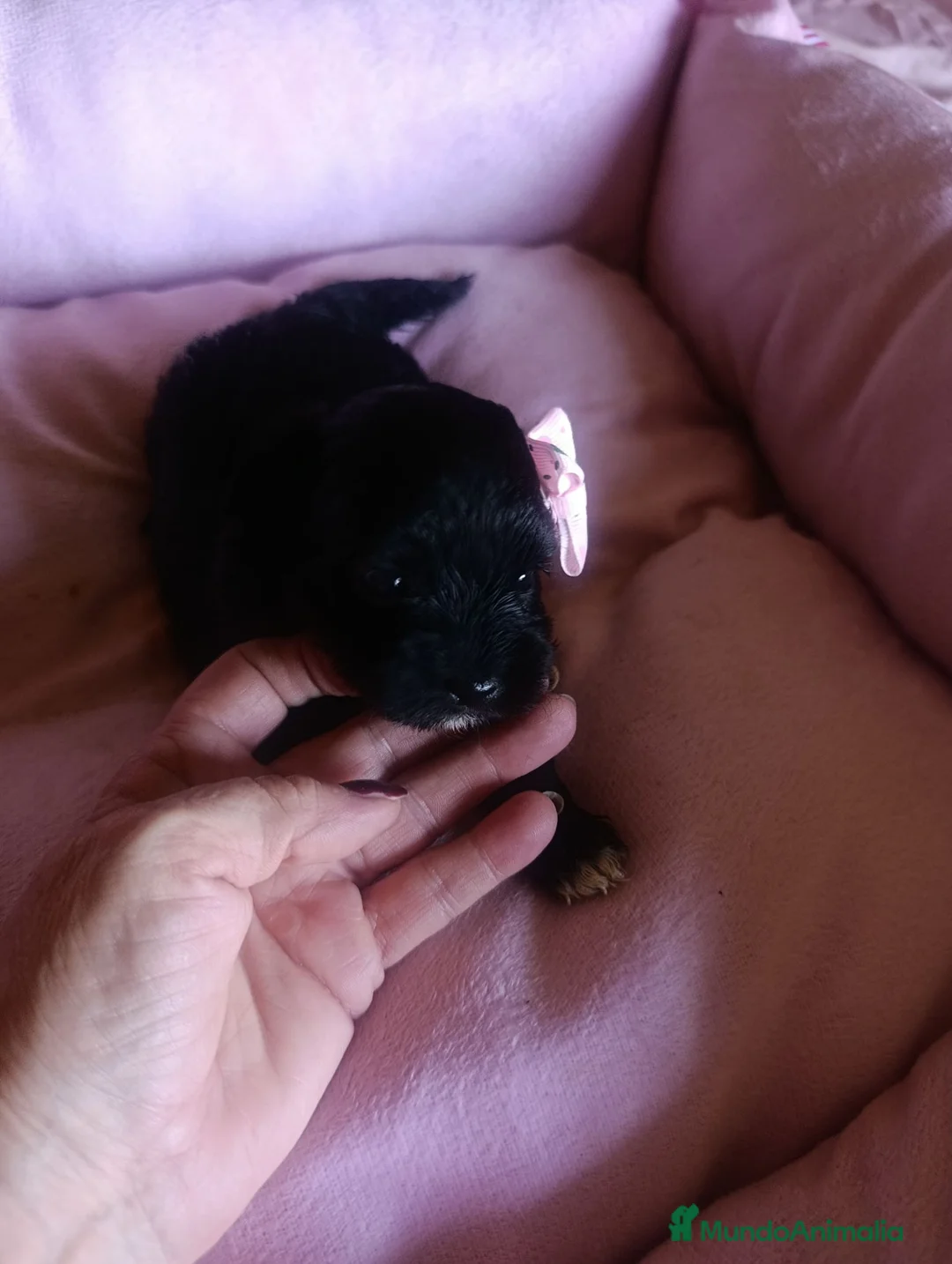 Maltipoo perros en venta: MALTIPOO HEMBRA NEGRA EXCLUSIVA - Anuncio 2