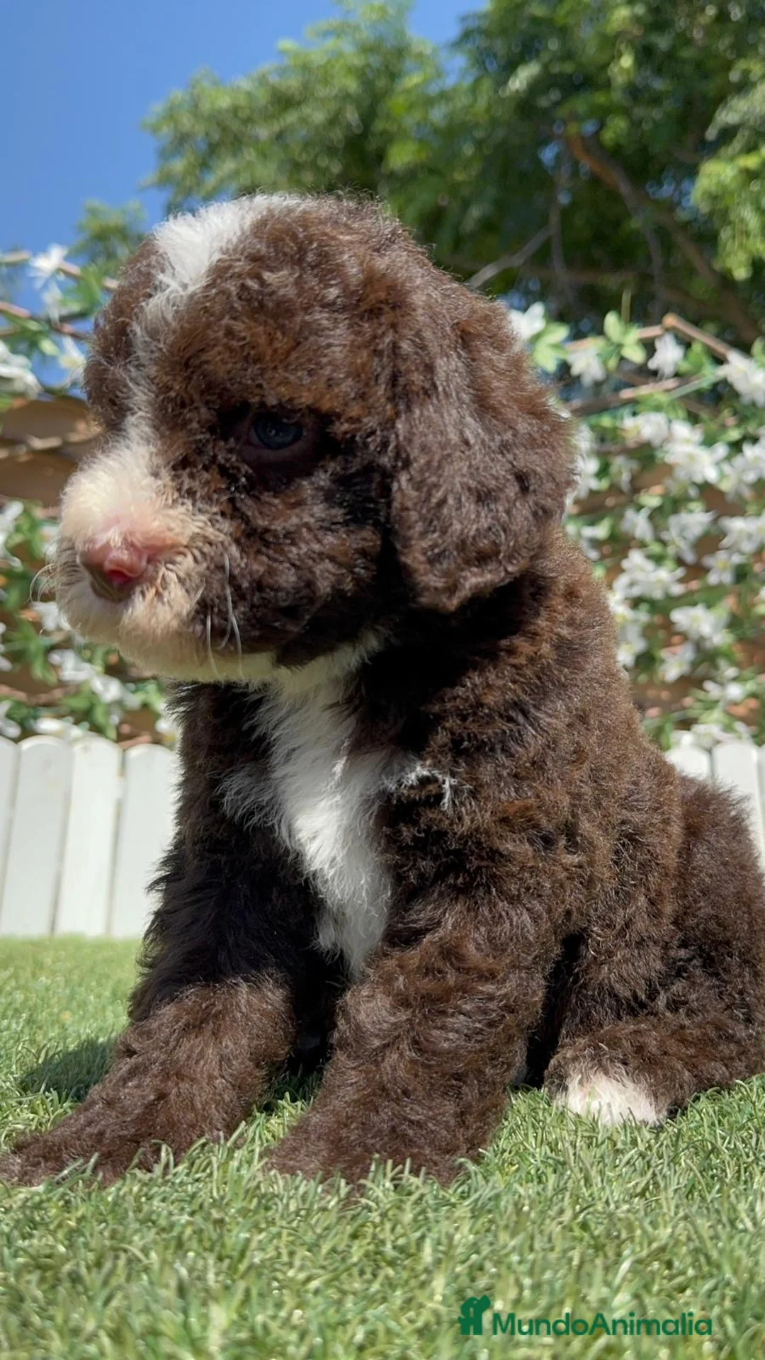 Perro de Agua Español perros en venta: PERRO DE AGUA ESPAÑOL - Anuncio 1