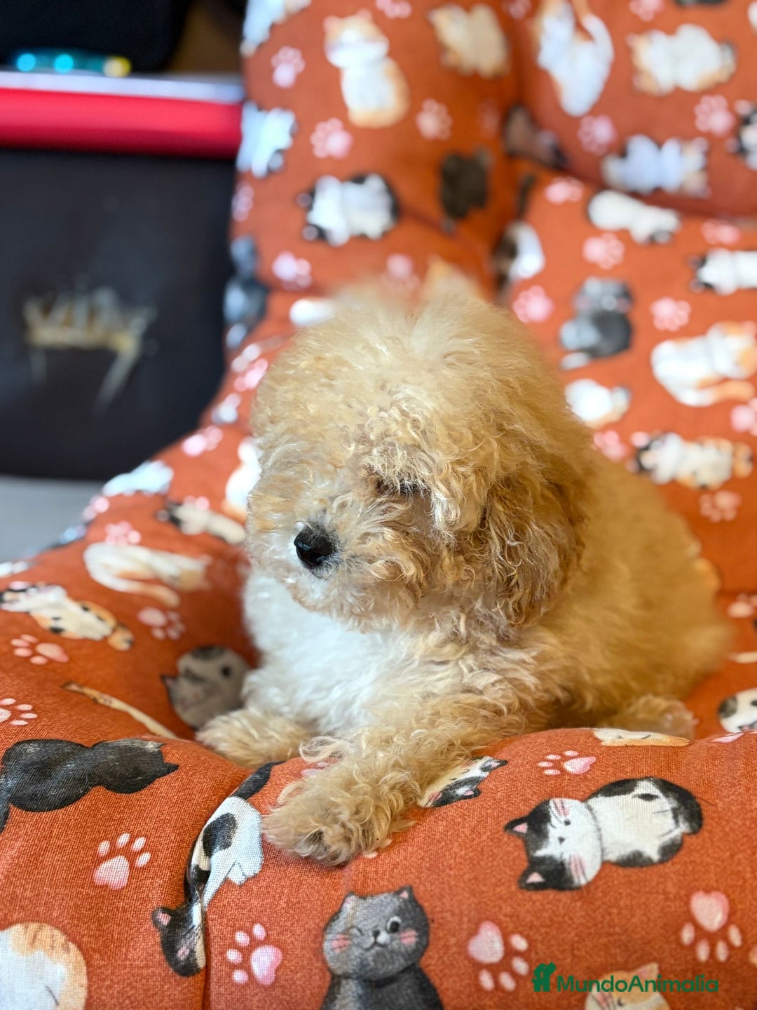 Caniche Toy perros en venta: Último caniche toy apricot  - Anuncio 6