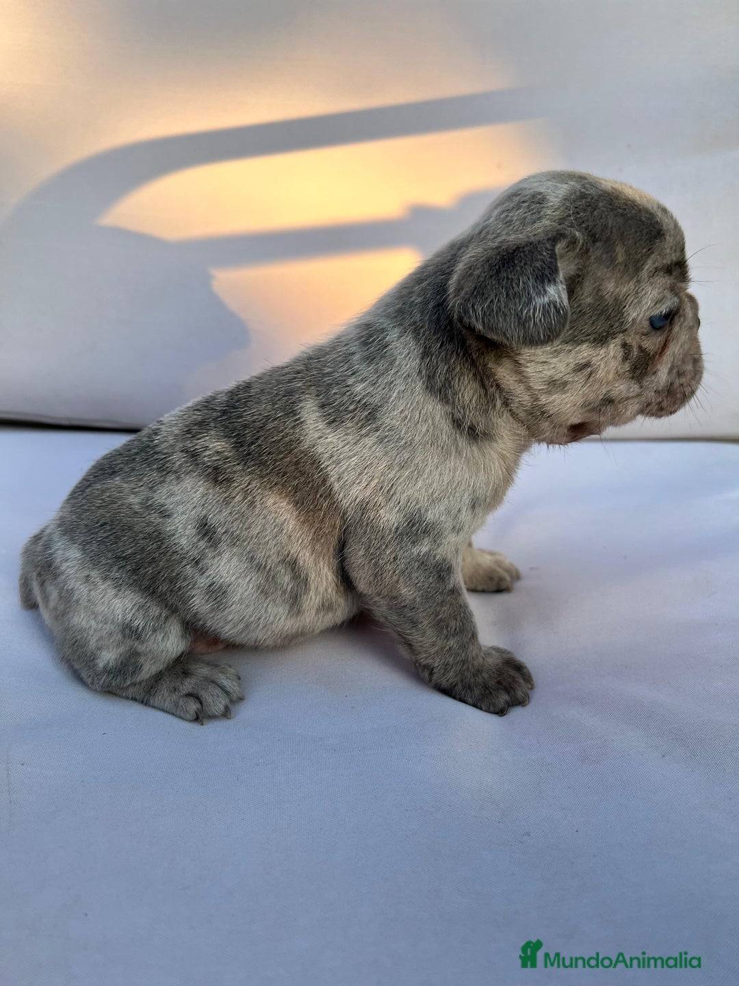 Bulldog Francés perros en venta: entra en nuestra web milcachorros.es - Imagen 13