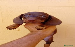 Teckel Miniatura perros en venta: Teckel kaninchen  - Imagen 8