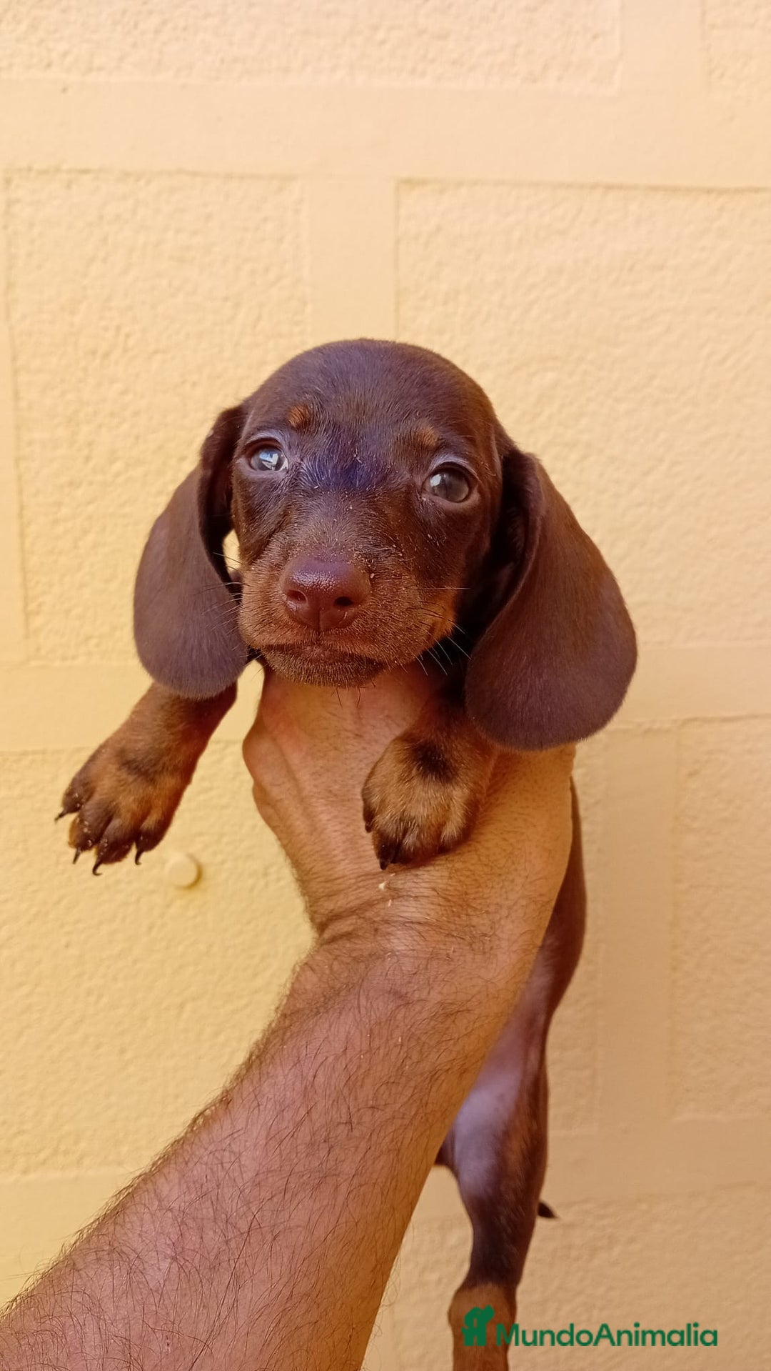 Teckel Miniatura perros en venta: Teckel kaninchen  - Imagen 8