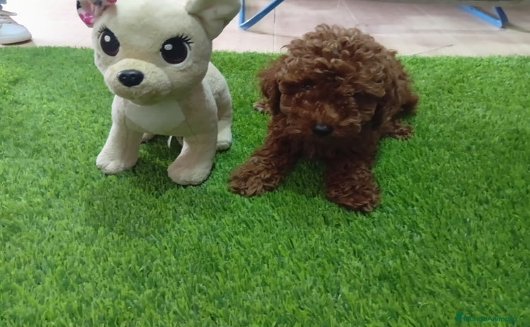 Maltipoo perros - Anuncio 1