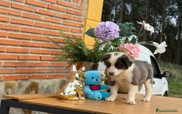 Border Collie perros en venta: Preciosos border collie - Anuncio 3