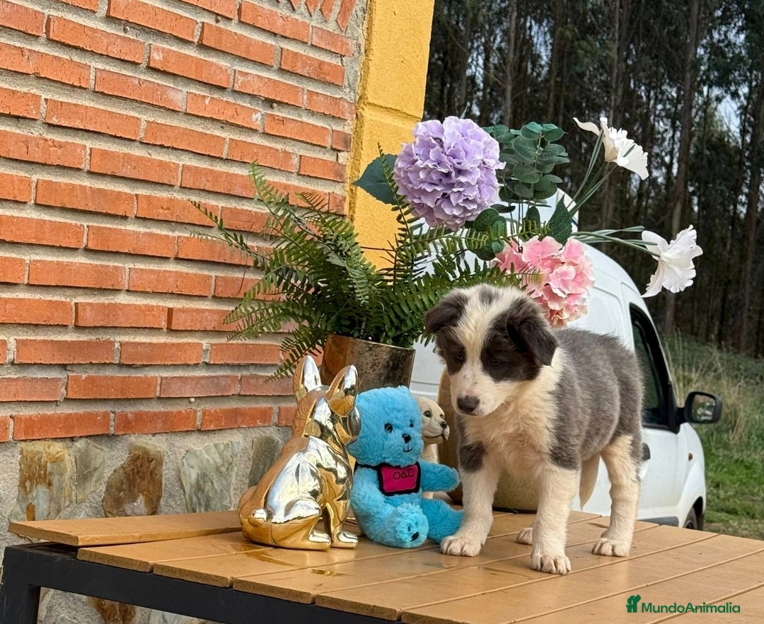 Border Collie perros en venta: Preciosos border collie - Anuncio 3