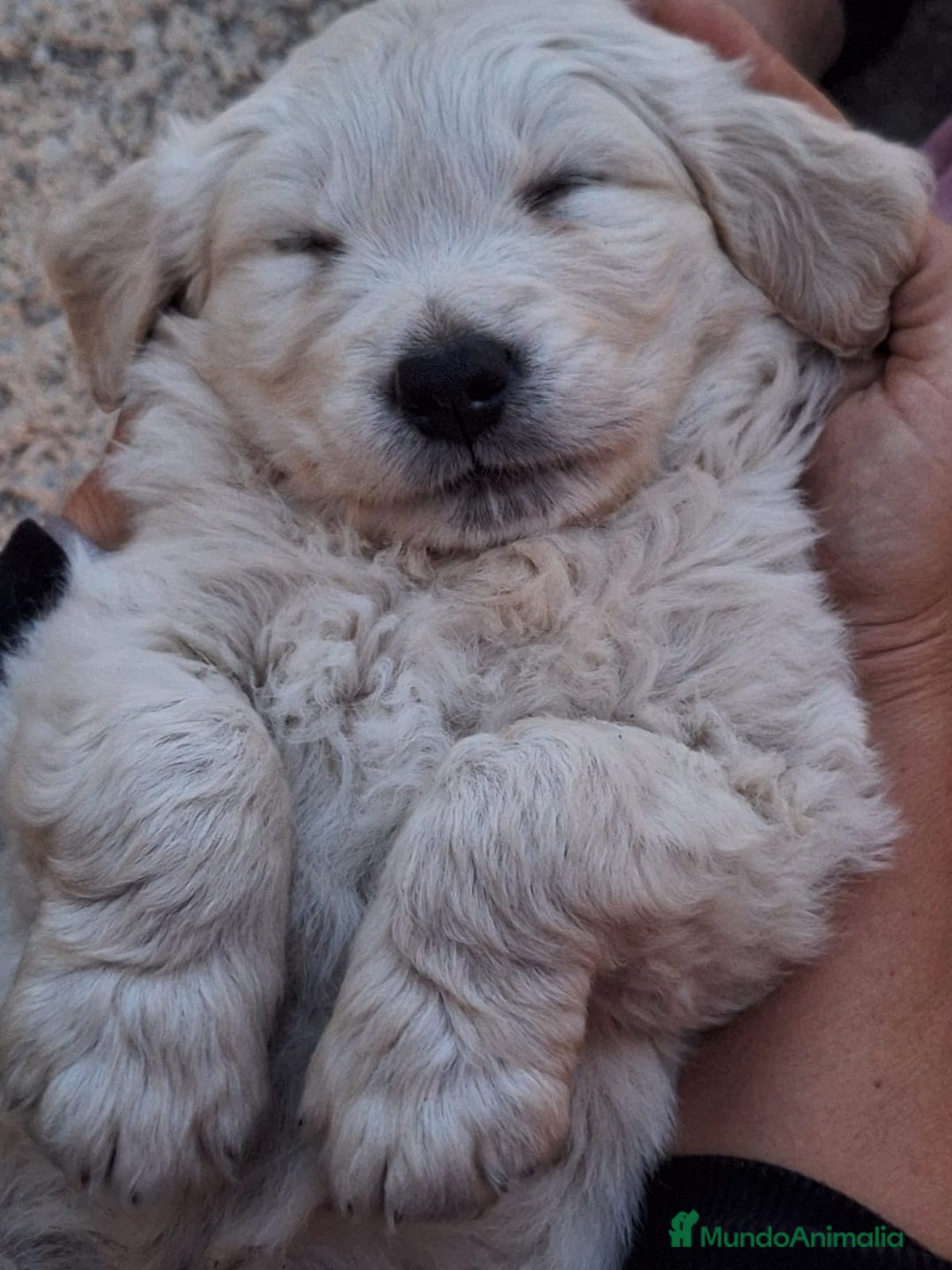 Golden Retriever perros en venta:  GOLDEN RETRIEVER ( 621123874 ) - Anuncio 5