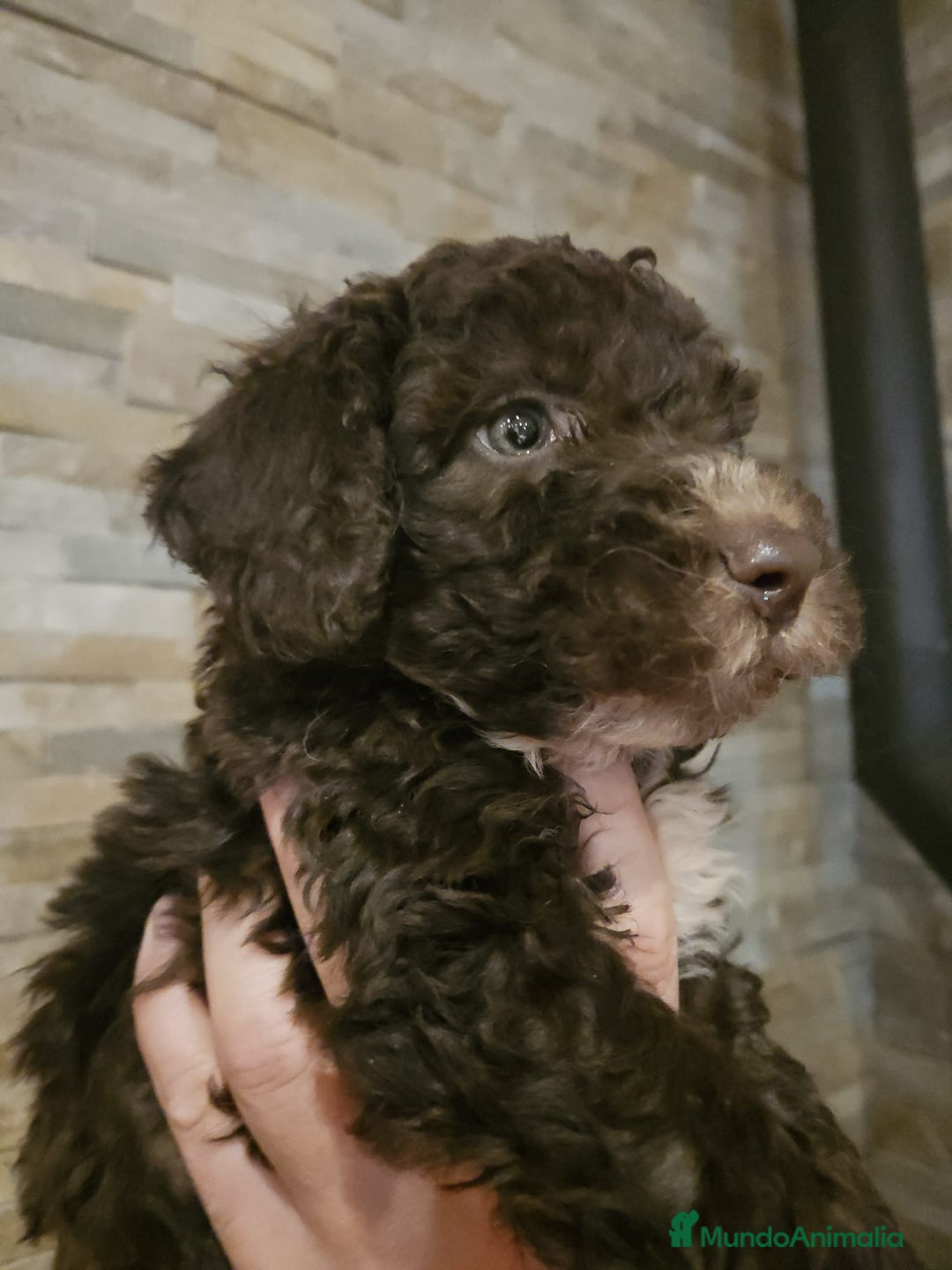 Perro de Agua Español perros en venta: Cachorros perros de agua - Imagen 5