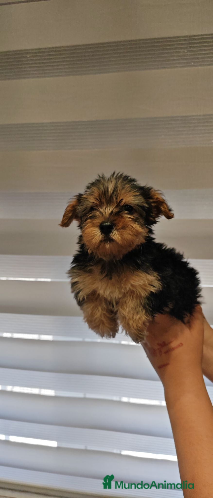 Yorkshire Terrier perros 1 hembra de Yorkshire - Anuncio 1