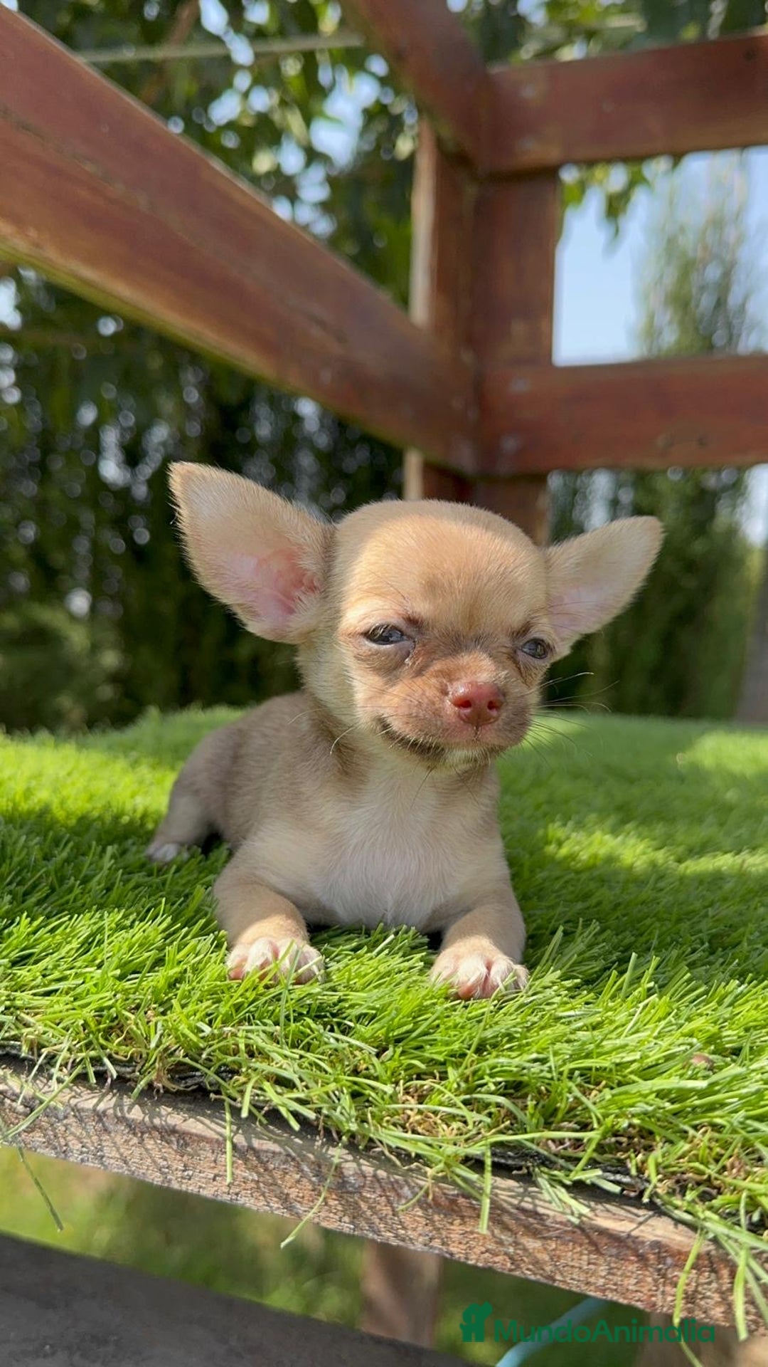 Chihuahua perros en venta: CHIHUAHUA MACHO - Imagen 12
