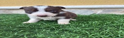 Border Collie perros en venta: Border Collie hembra chocolate  - Anuncio 12