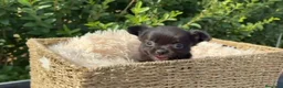 Chihuahua perros en venta: CACHORRO CHIHUAHUA PELO LARGO - Anuncio 2