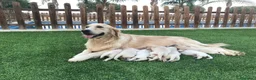 Golden Retriever perros en venta: Cachorros golden con pedigree  - Anuncio 2