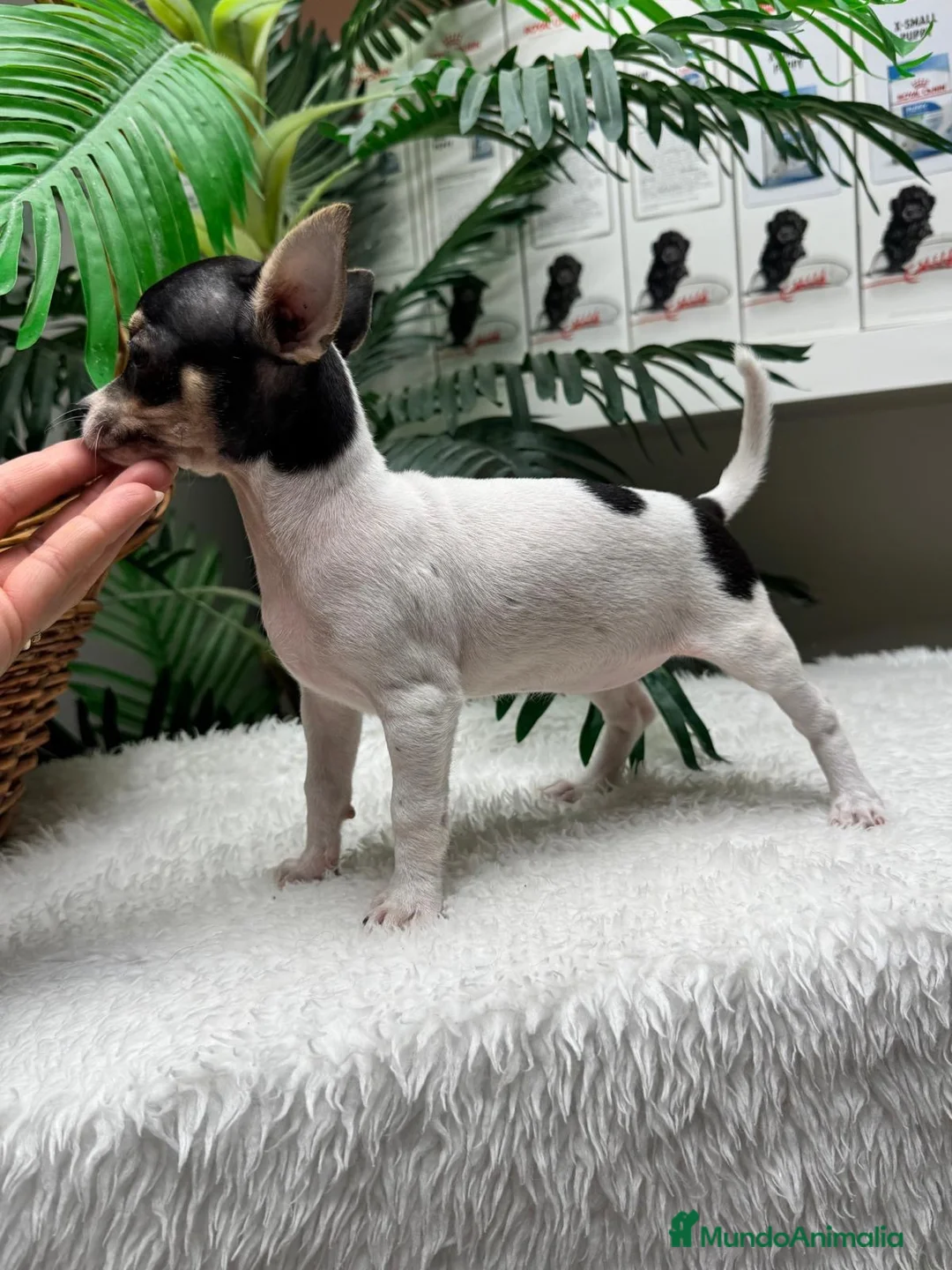 Chihuahua perros en venta: 🐾 CHIHUAHUA HEMBRA 🐾 - Anuncio 2