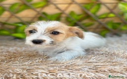 Jack Russell Terrier perros en venta: Camada de Nala  en Madrid - Imagen 5