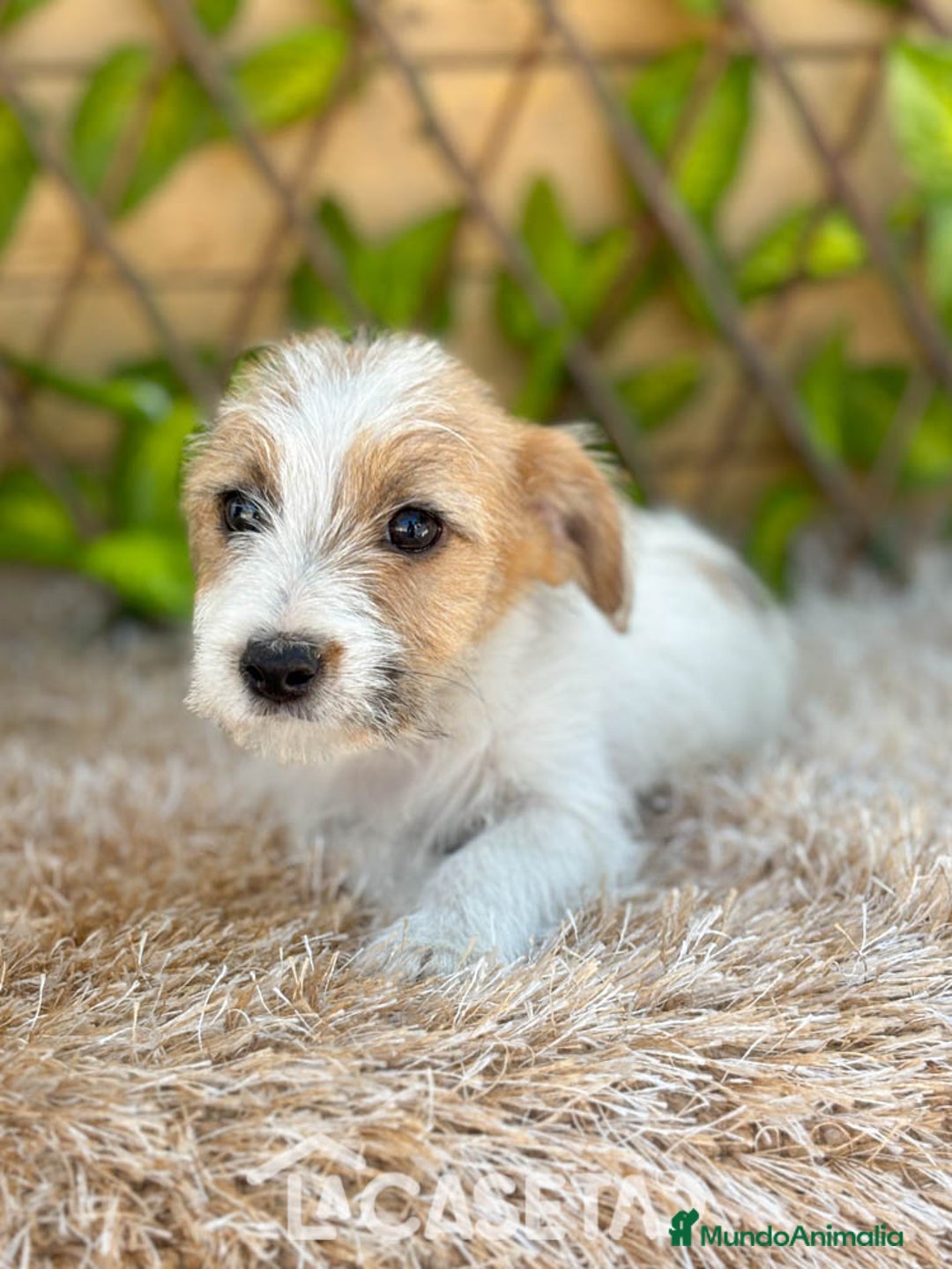 Jack Russell Terrier perros en venta: Camada de Nala  en Madrid - Imagen 5
