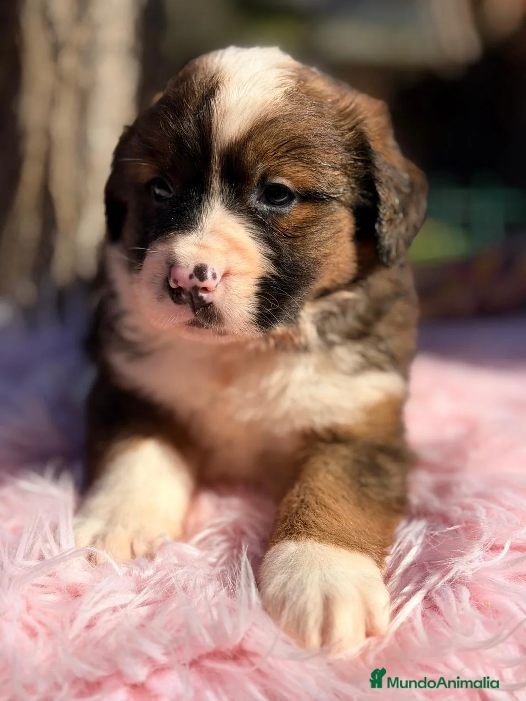 Raza Mixta perros en venta: SAN BERNES  - Anuncio 6