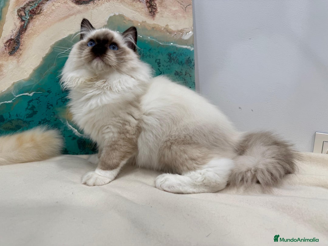 Ragdoll gatos en venta: Gatito Ragdoll Seal Mitted - Anuncio 7