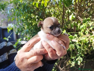 Chihuahua perros Chihuahuas micro toys - Anuncio 1