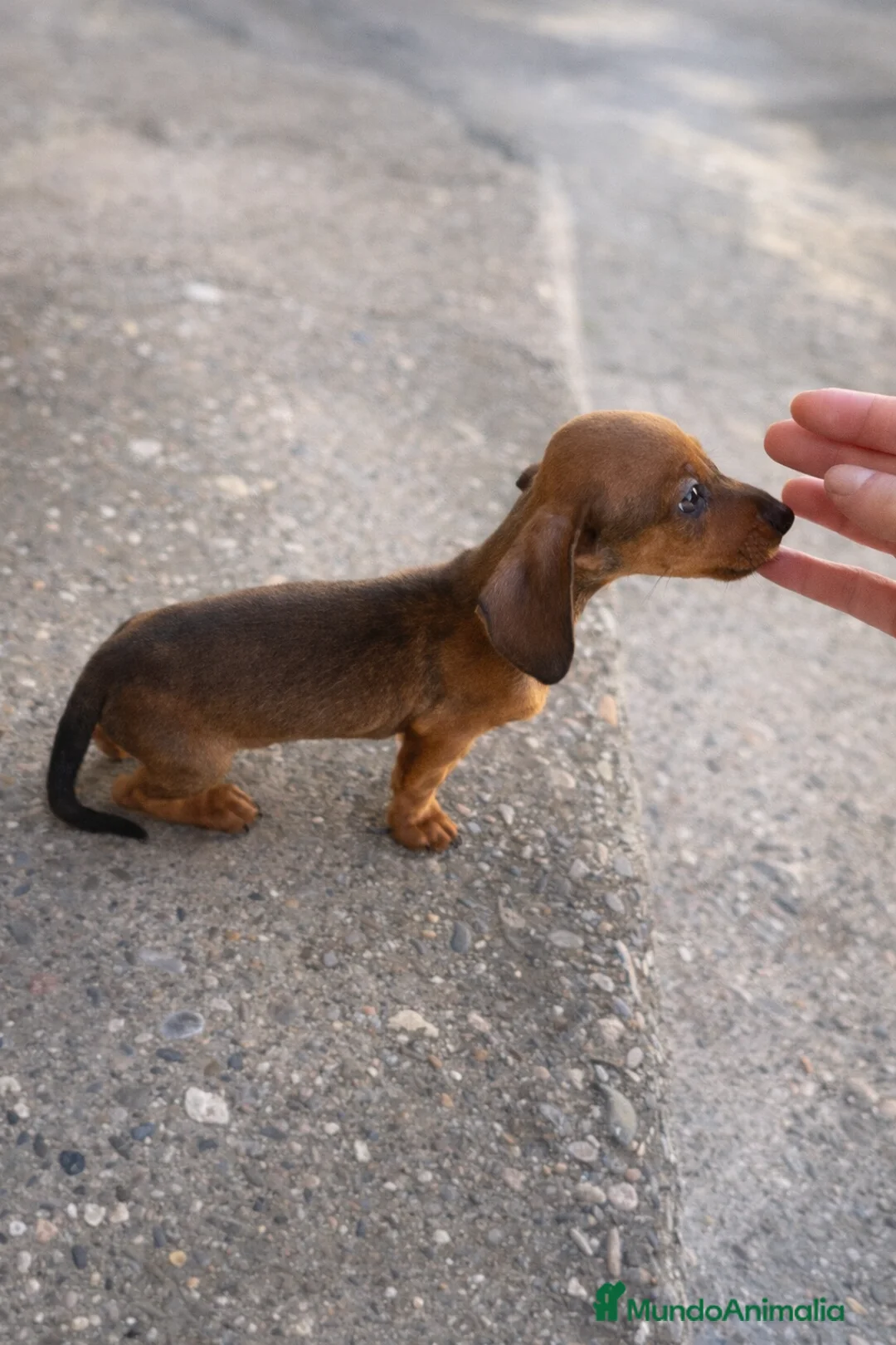 Teckel Miniatura perros en venta: Teckel mini rojo 🍂 - Anuncio 6