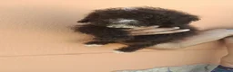 Perro de Agua Español perros en venta: Cachorros perros de agua chocolate 🐶🐾 - Anuncio 4