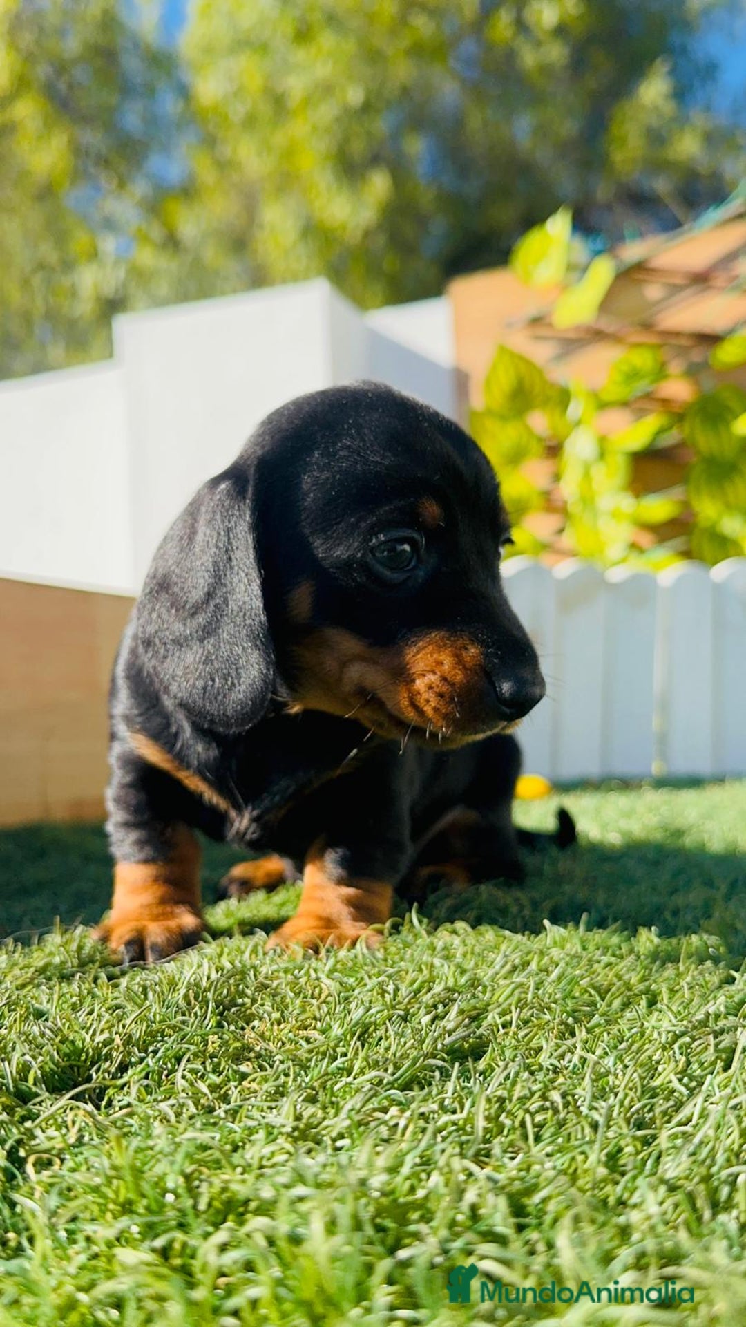 Teckel Miniatura perros en venta: TECKEL MINIATURA  - Anuncio 23