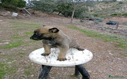 Pastor Belga Malinois perros en venta: CACHORROS DE BELGA MALINOIS  - Imagen 2