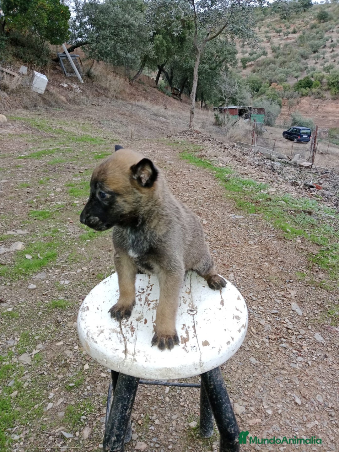 Pastor Belga Malinois perros en venta: CACHORROS DE BELGA MALINOIS  - Imagen 2