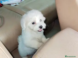 Bichón Maltés perros Bichón maltés hembra disponible linea americana - Anuncio 2