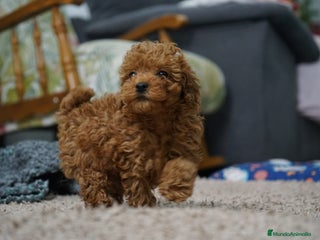 Caniche Toy perros 🐾 AtoM – Caniche Toy rojo intenso 🔥✨ - Anuncio 1