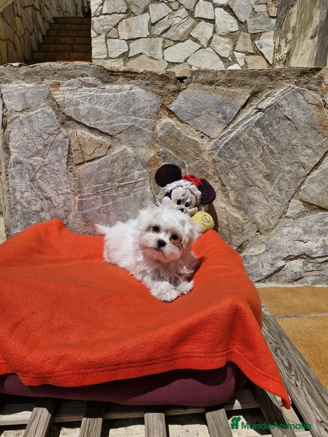 Bichón Maltés perros en venta: Bichón Maltés  - Anuncio 2