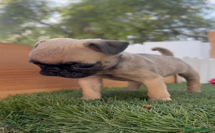 Carlino - Pug perros - Anuncio 15