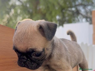 Carlino - Pug perros - Anuncio 8