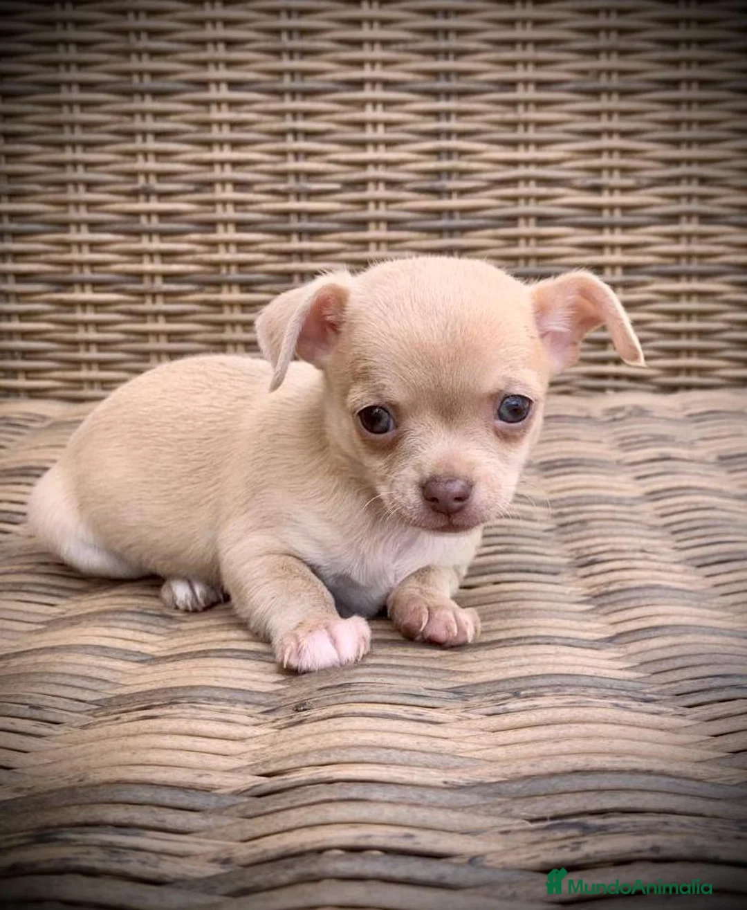 Chihuahua perros en venta: Chihuahuas  en Illes Balears - Anuncio 10