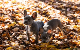 Bulldog Francés perros en venta: Cachorros de bulldog francés  - Imagen 2