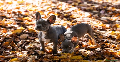 Bulldog Francés perros - Anuncio 1