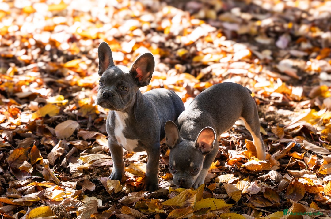 Bulldog Francés perros en venta: Cachorros de bulldog francés  - Imagen 2