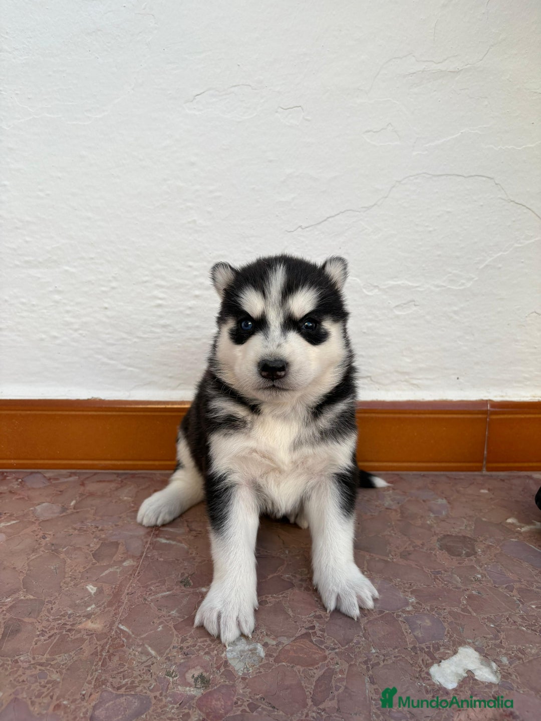 Husky Siberiano perros en venta: Cachorros husky siberianos  - Imagen 6
