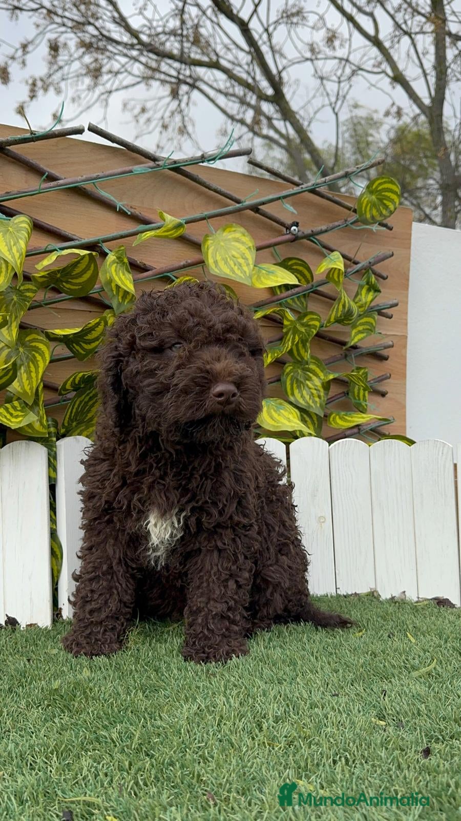 Perro de Agua Español perros PERRO DE AGUA HEMBRAS - Anuncio 1