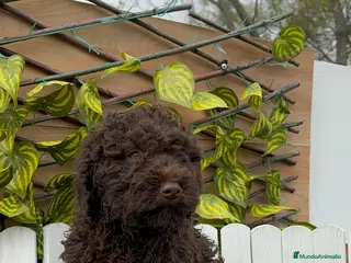 Perro de Agua Español perros PERRO DE AGUA HEMBRAS - Anuncio 3