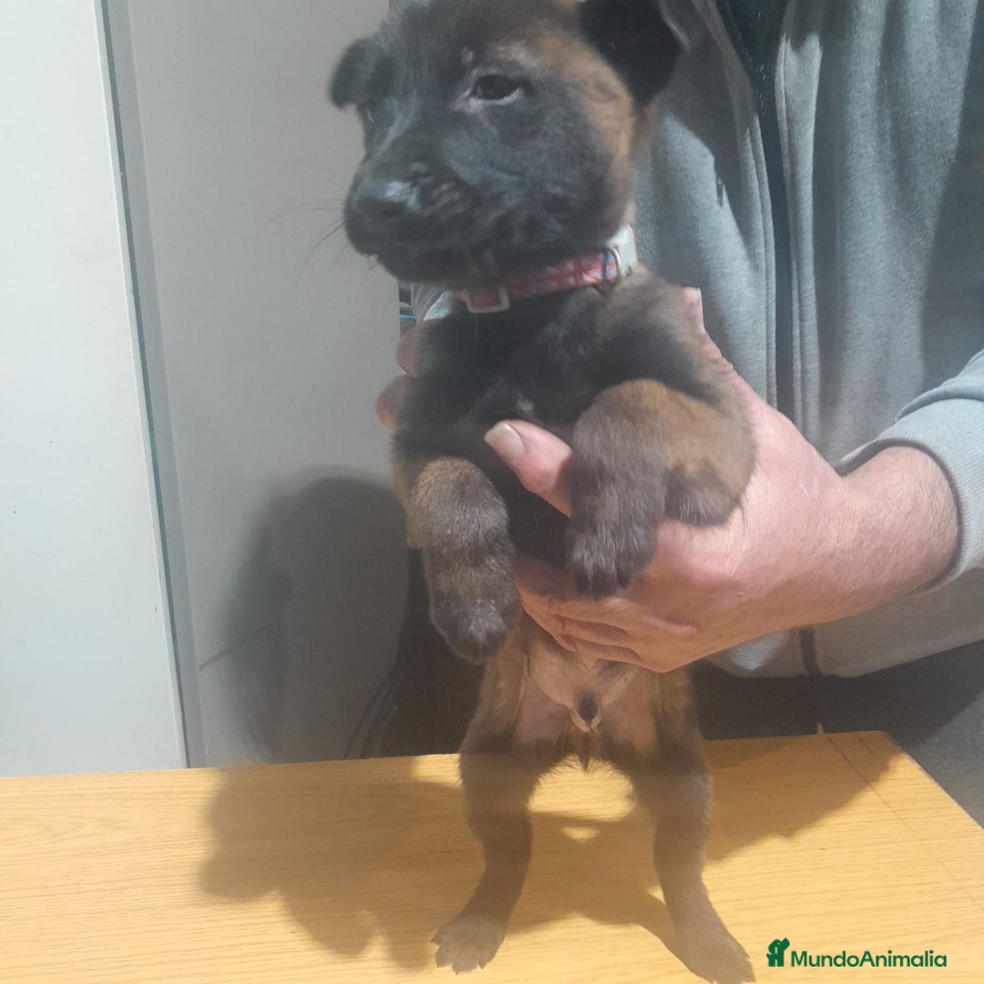 Pastor Belga Malinois perros en venta: PASTOR BELGA MALINOIS - Anuncio 8