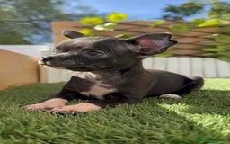 Chihuahua perros en venta: CHIHUAHUA HEMBRA - Imagen 9