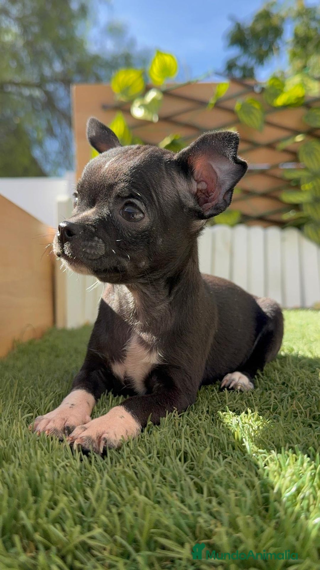 Chihuahua perros en venta: CHIHUAHUA HEMBRA - Imagen 9